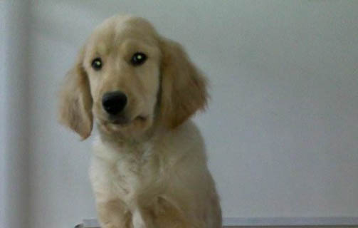 狗狗得狂犬病有哪些癥狀