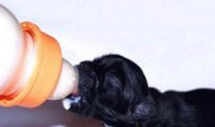 德牧幼犬專用狗糧