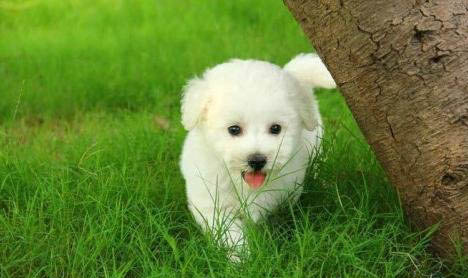 一個多月的比熊犬可以吃什么