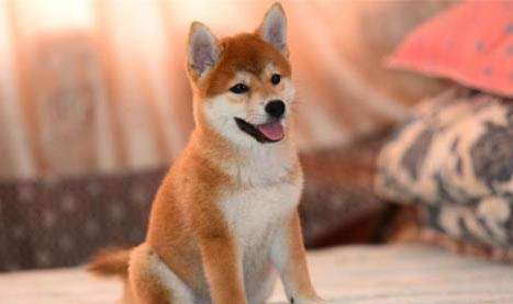 柴犬和柯基區別