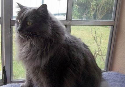 卡迪根威爾士柯基優(yōu)缺點