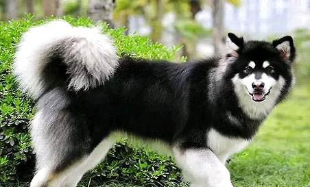 阿拉斯加幼犬后腿外八