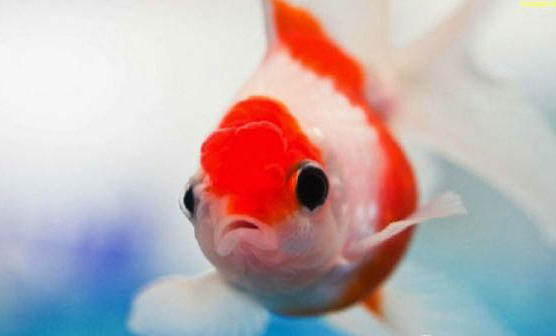 草種金魚(yú)有哪些品種