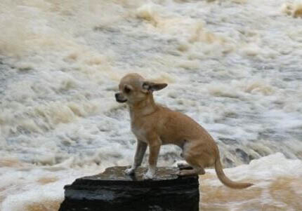 吉娃娃犬為什么喜歡咳嗽怎么辦