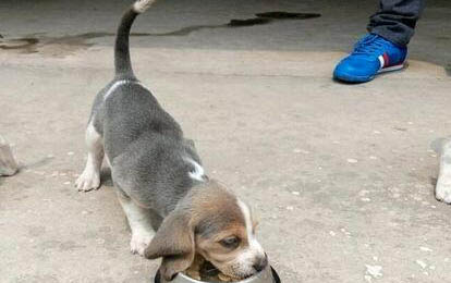 比特犬體重是多少