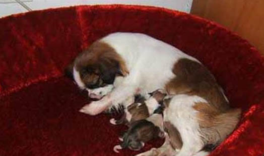 如何判斷母犬懷孕了