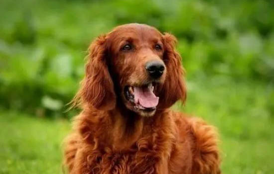狗鼻頭變粉?