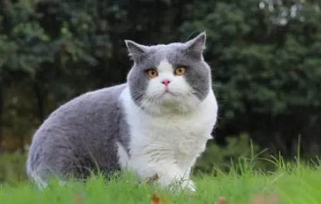 藍白和藍白可以生藍貓嗎