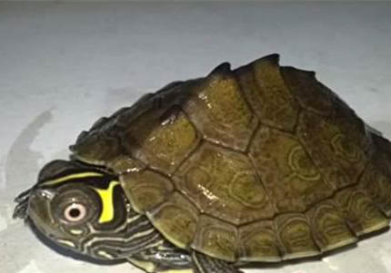 地圖魚不吃食怎么回事