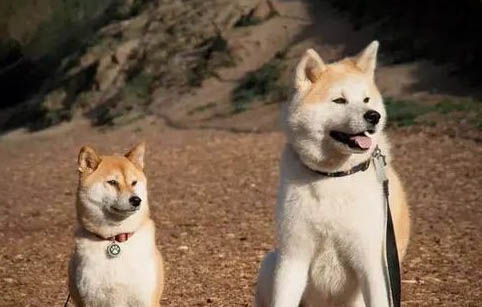 秋田犬和柴犬哪個(gè)好?