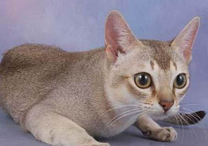 新加坡貓不吃飯拉稀的原因及處理方法