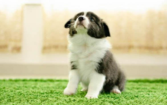 狗狗拉血治療方法