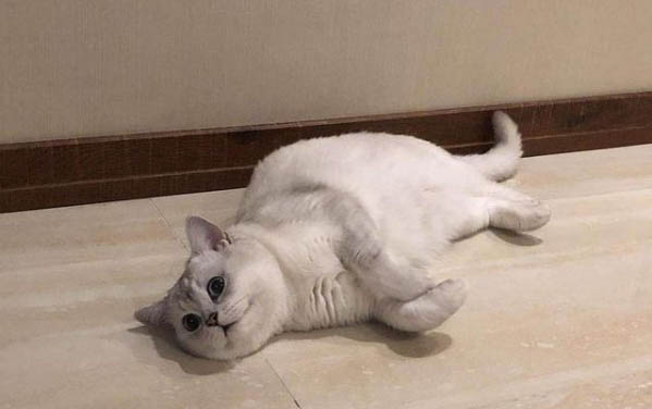 貓咪感冒時用什么藥