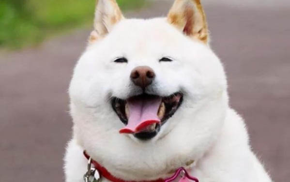 狗狗冬季都容易得哪些病