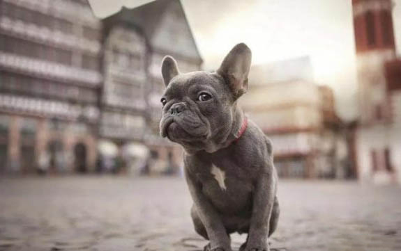 法國斗牛犬懷孕多久生產