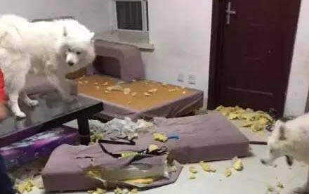狗狗腹水怎么排出體外