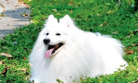 銀狐犬跟薩摩的區別