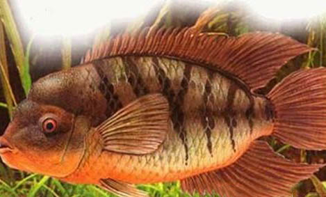 紅肚火口魚的繁殖概況