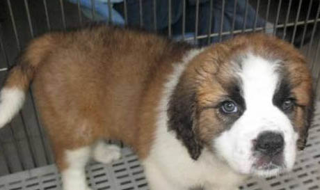 為什么要禁養圣伯納犬