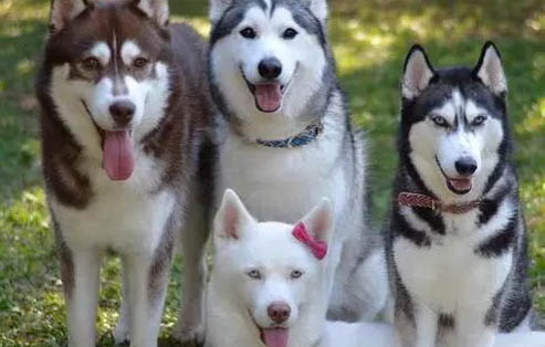 哈士奇犬的喂養方法