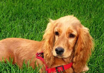 英國可卡犬價格？
