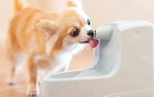 狗狗打疫苗都有哪些