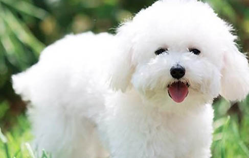 比熊犬舍哪里有
