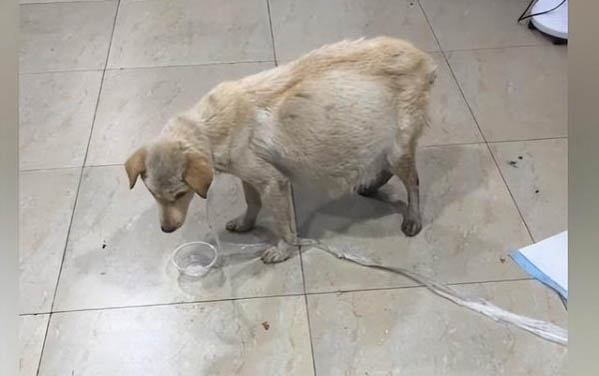 狗狗手術后不吃東西怎么回事