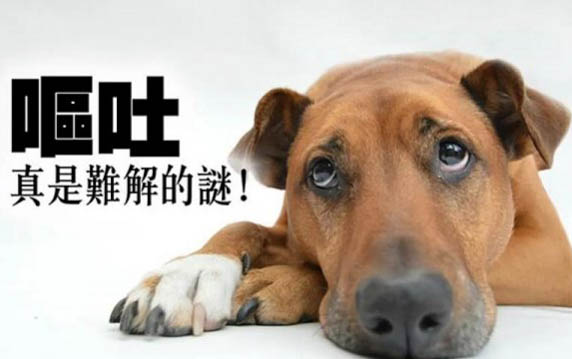 狗狗為什么會(huì)長(zhǎng)角膜炎呢
