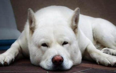 如何判斷幼犬吃飽