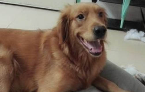 狗狗出門不走路