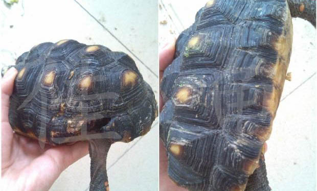 紅腿陸龜是保護動物嗎