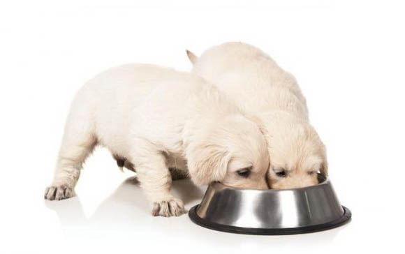 成犬糧和幼犬糧的區別