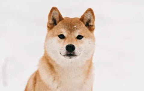 柴犬幾個月開始補鈣