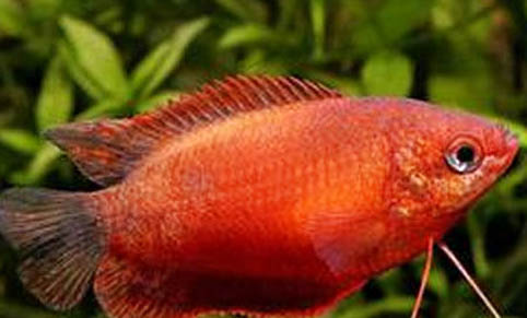 鱘龍魚吃魚糞嗎