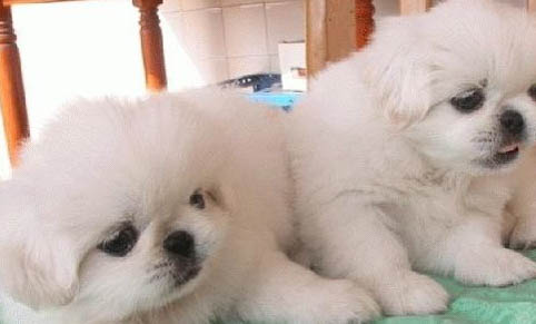 京巴犬掉毛原因揭秘:如何處理以及注意事項