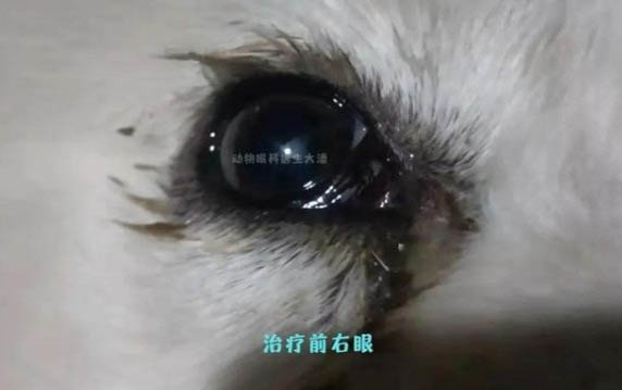 狗狗打架怎么辦