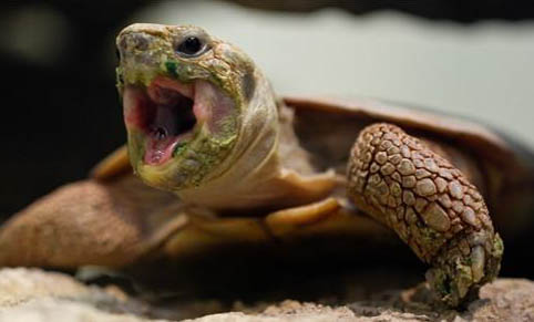 緬甸陸龜如何補(bǔ)鈣