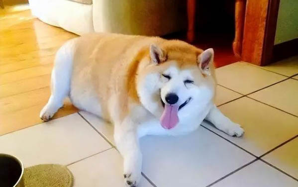 狗狗剃毛從哪個方向剃