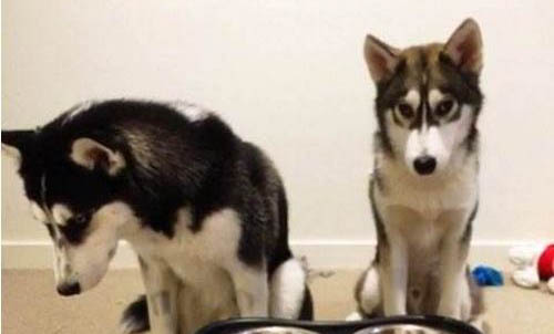 狗狗價格中冠毛犬多少錢