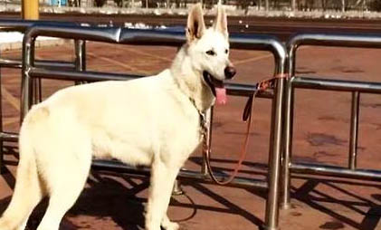 蘇格蘭牧羊犬細小打針后嗜睡