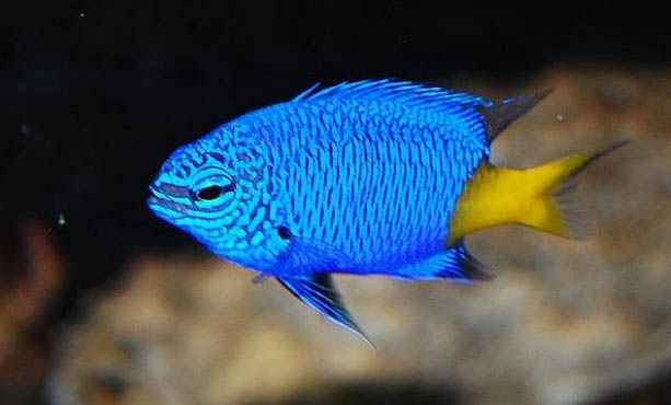 海龍科海水魚飼養(yǎng)方法