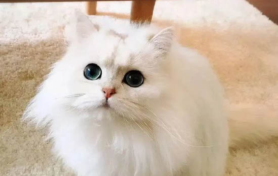 為什么金吉拉脾氣大