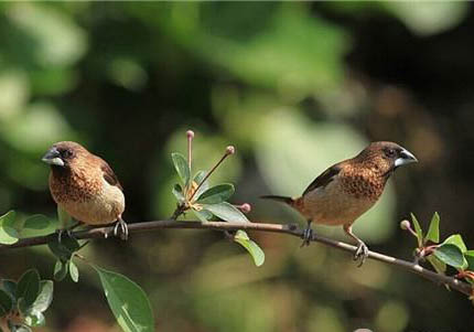 文鳥養多久跟人熟