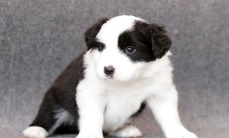 幼犬注射疫苗后排便腥臭的原因及處理方法