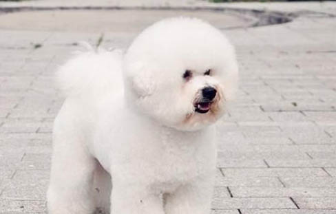 一個多月的比熊犬可以吃什么