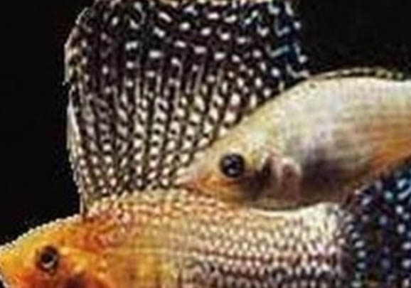 羅漢魚蹭缸怎么回事