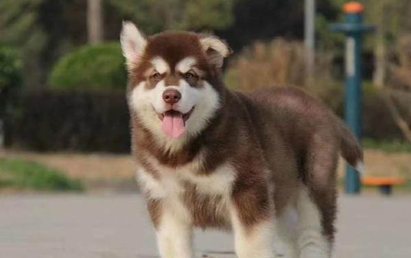 狗不吃飯了怎么辦
