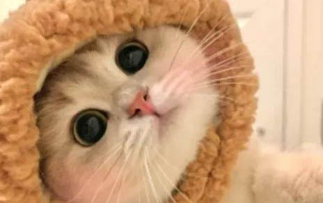 貓咪能吃炸雞嗎