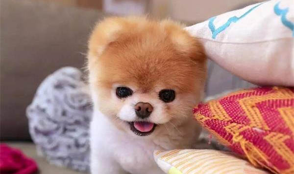狗狗鼻子干還打噴嚏